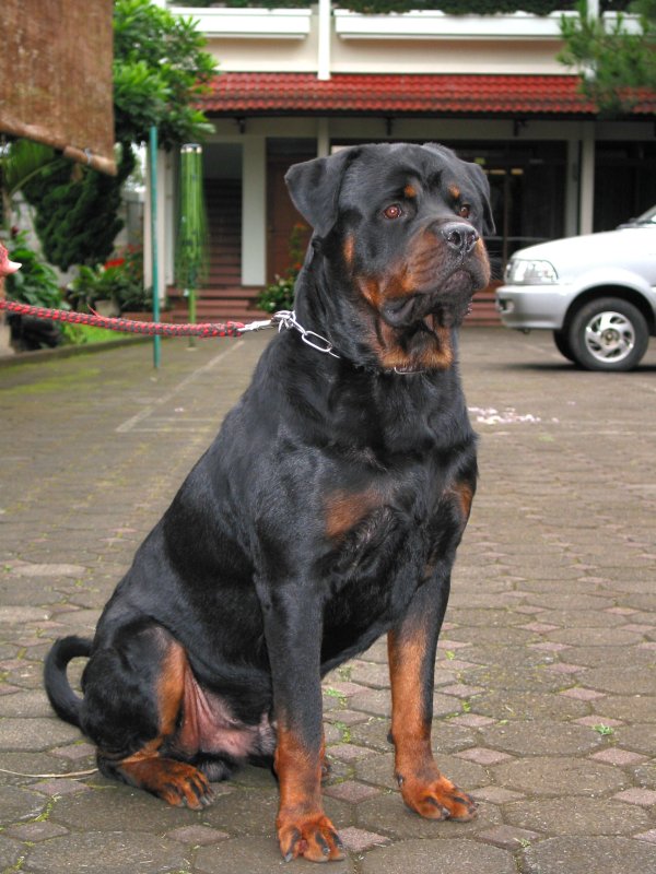 Dino-vd-Konigskanzel---Pic-.jpg