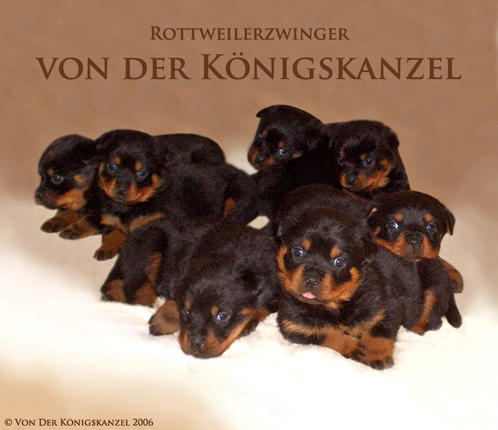 Welpen Diva -Djuke Postkarte.jpg