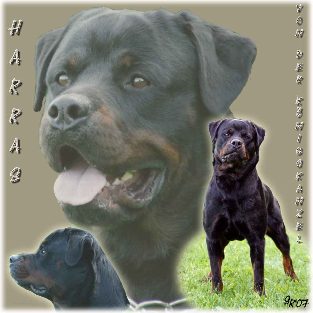Harras