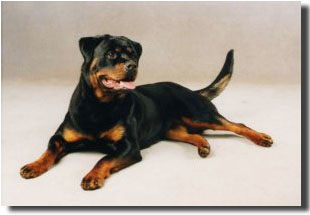 Diva von der Königskanzel